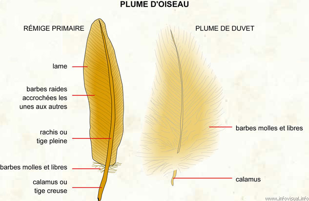 Plume d'oiseau (Dictionnaire Visuel)